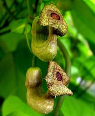 ARISTOLOCHIA MACROPHYLLA